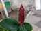 A close up of Costus woodsonii flower